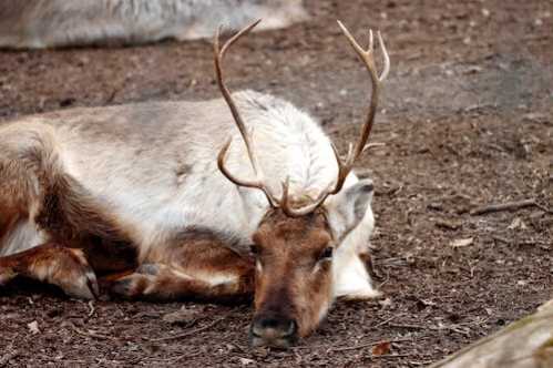 网球费德尔会到台维斯杯见证退休吗？纳达尔：我觉得他很忙