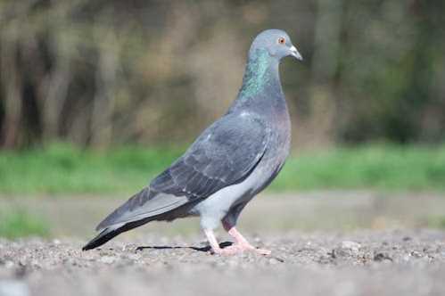 加拉法队录像 亚冠精英联赛西亚区第6轮 对战vs阿布扎比统一队回放 2025年12月23日 02:15比赛视频完整直播回看