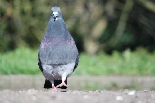 NBA湖人绝杀勇士却笑不出来！神兽AD打7分钟伤退赛后透露伤况