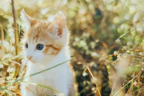 伯恩利队录像 英超第18轮 对战vs埃弗顿队回放 2025年12月27日 23:00比赛视频完整直播回看