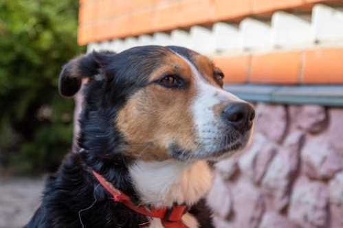 欧冠大胜赛后 西蒙尼：这场客场的胜利非常重要