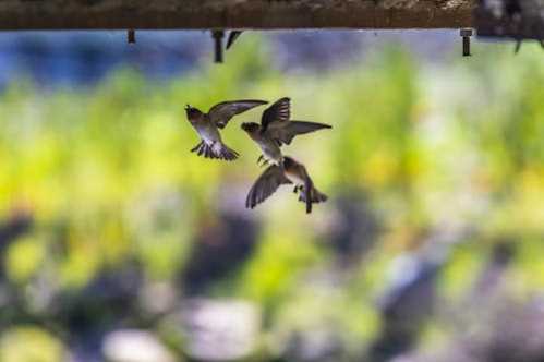 博洛尼亚队录像 意甲第17轮 对战vs萨索洛队回放 2025年12月29日 01:00比赛视频完整直播回看