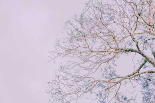 NBA温班亚玛变身铁匠马刺不敌太阳双双在NBA杯出局