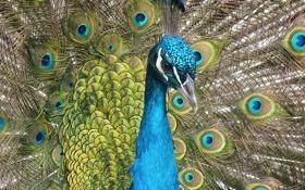 NBAK汤纪录夜却又伤了东契奇独行侠耶诞大战不敌灰狼