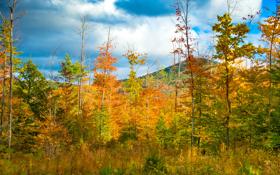 NBA巫师惨败公牛吞12连败NBA杯无缘晋级